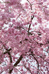 Fototapeta premium 満開の桜
