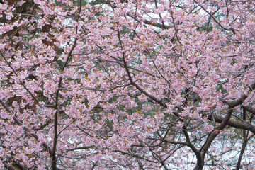 オオカンザクラ