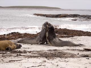 South males fighting Elephant Seal, Mirounga leonina, Cracas Island, Falkland Islands - Malvinas