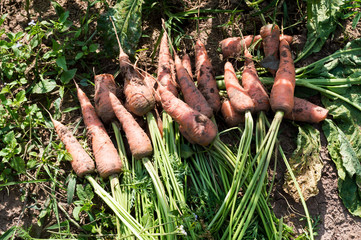 Carrots in the farm.