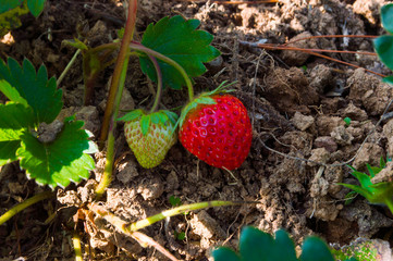 Strawberry farm.