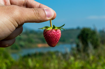 Hand picked Strawberry