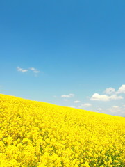 Obraz premium 青空と菜の花咲く風景