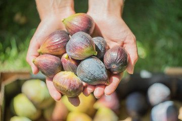 Hands Holding Fresh Picked Figs