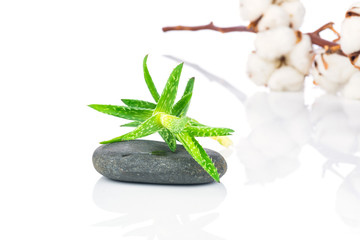 Aloe plant, spa stones and a cotton twig on white background