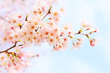 桜