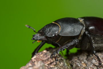 Macro photo of a female stag beetle, Lucanus cervus on wood