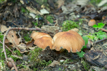Gymnopus fusipes
