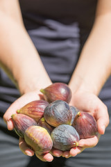 Hands Holding Fresh Picked Figs