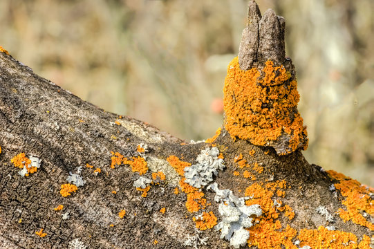 crustose lichens