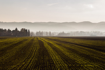 Obraz premium A cultivated field, with yellow and green lines converging toward distant trees in the midst of some fog and mist