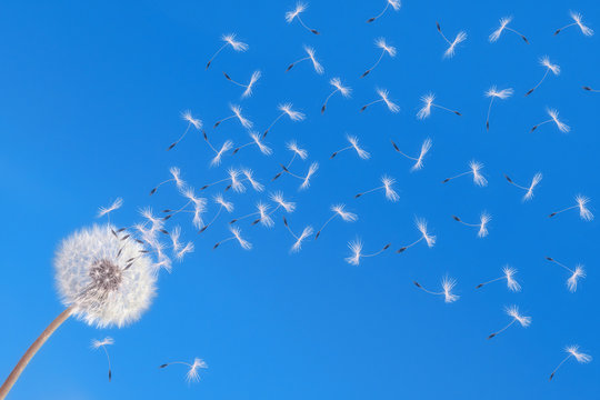 Fototapeta Dandelion on blue background releasing seeds.