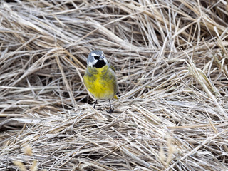 male Carduelis barbata, Black sinned siskin, Carcass Island, Falkland-Malvinas