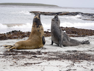 South males fighting Elephant Seal, Mirounga leonina, Sea lion Island, Falkland - Malvinas