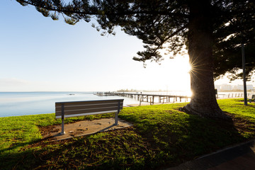 An empty park bench with a view over the sea under a beautiful tree back lit by bright sunrise light on a sparkling summer morning in Australia.