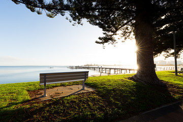 An empty park bench with a view over the sea under a beautiful tree back lit by bright sunrise...