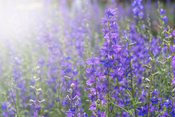 beautiful purple flowers field for background. Filter effect stye
