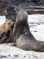 South males fighting Elephant Seal, Mirounga leonina, Sea lion Island, Falkland - Malvinas