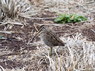 South American Snipe, Gallinago magellanica paraguaiae is endemic bird, Sea lion islands, Falklands / Malvinas
