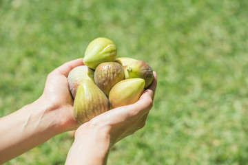 Hands Holding Fresh Picked Figs