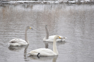 吹雪の川の白鳥