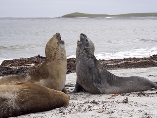 South males fighting Elephant Seal, Mirounga leonina, Sea lion Island, Falkland - Malvinas