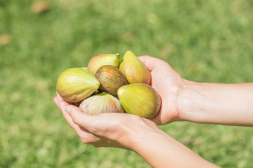 Hands Holding Fresh Picked Figs