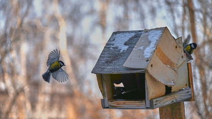 Tomtit is flying. Birds. Winter, Siberia. Russia.