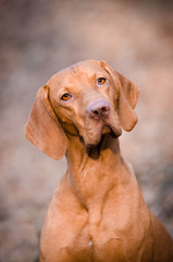 Portrait of hungarian vizsla hunter dog