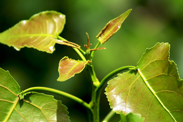 new growing leaves