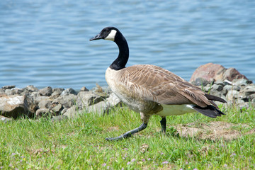 Canada Goose, Branta canadensis maxima, walking on green grass along the shore line. Geese have proven able to establish breeding colonies in urban areas, which provide food and few natural predators.