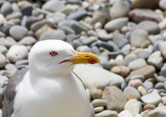close up portrait of a small seagull walking on stones
