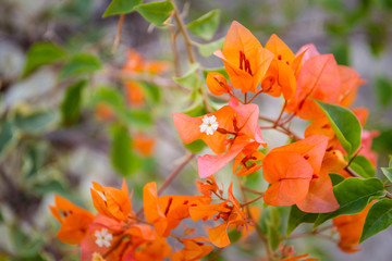 Beautiful orange bougainvillea in the garden close up.
