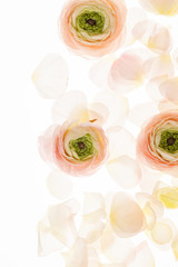 ranunculus flowers