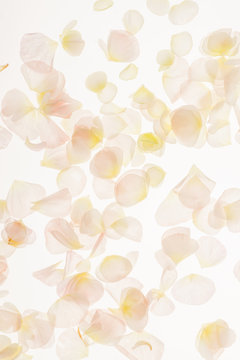 petals background