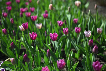 Tulips