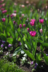 Fototapeta premium Tulips