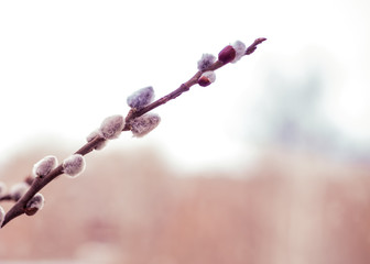 Pussy willow branche