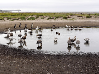 Magellan Goose, Chloephaga Picta,  on the Sea Lion Island, Falkland / Malvinas