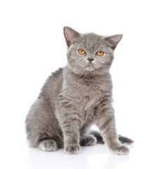Young Scottish kitten sitting and looking at camera. isolated on white background