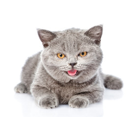 Smiling Scottish cat looking at camera. isolated on white background