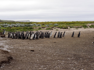 flock of Magellanic Penguin, Spheniscus magellanicus, Sea Lion Island, Falkland Islands / Malvinas
