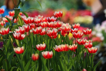 Fototapeta premium Tulips in the garden