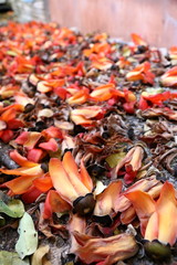 Fallen orange flowers on the ground