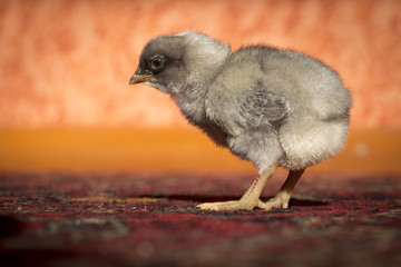 Little chicken in the room on the background of red walls.