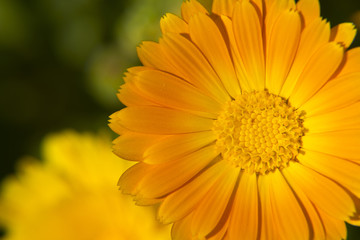 nature, macro, flower, orange, beauty, summer, plant, petal, beautiful, closeup, gardening, bright, garden, spring, colorful