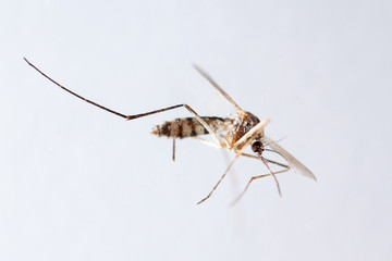 mosquito, dangerous vehicle of infection