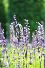 Violet Lavender flowers