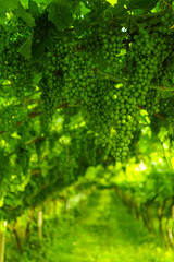 Trentino vineyards, Italy, white wine grapes, plants in summer