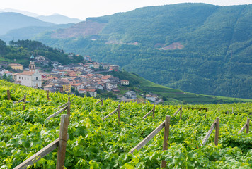 Trentino vineyards, Italy, South Tirol, white wine grapes